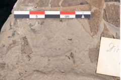Foto (Detailansicht) von Diospyros sagoriana Ettingshausen (NHMW-GEO-2024-0188-8016)